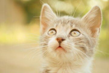 Lovely kitten looking up. Portrait of a cute turtle cat