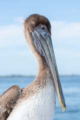 Brown Pelican