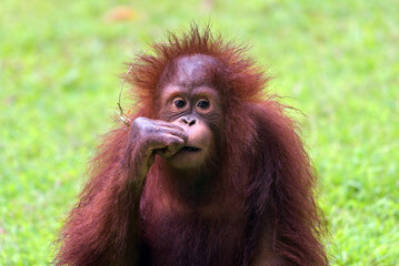 Portrait of a cute baby orangutan