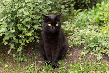 Naklejka na ściany i meble Beautiful cute black bombay cat portrait with yellow eyes sit in spring summer garden in green grass and plants 