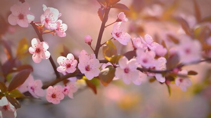 Spring background. Beautiful flowering tree Japanese cherry - Sakura. Flowers on a sunny day.