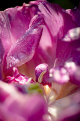 tulip's petals with water drops