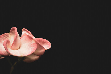 Euphorbia milii flower or crown of christ on black background