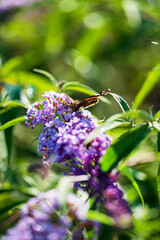Buddleja davidii with butterfly in garden