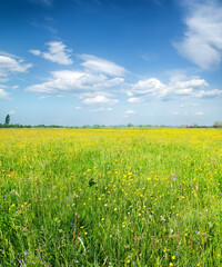  green summer meadow - 486755108