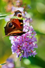 Buddleja davidii with butterfly in garden