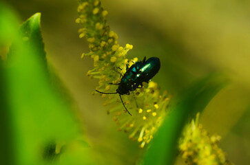 Closeup on the Alder leaf beetle , Agelastica alni, outdoors, sitting on a leaf of it's hostplant Alnus glutinosa