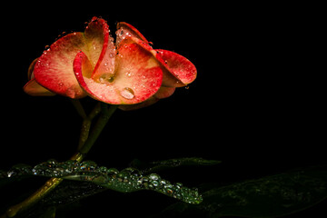 Euphorbia milii flower or crown of christ with water drops on black background