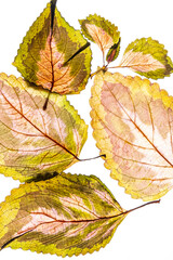 variegated foliages on the white background