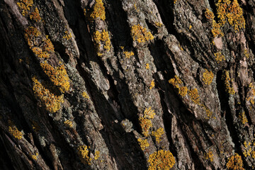 Tree bark with moss. Close Up. Old tree. many years old. Macro photography. Background or backdrop. Texture.