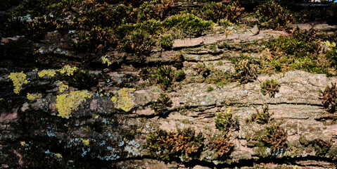 Tree bark with moss. Close Up. Old tree. Macro photography. Background or backdrop. Texture.