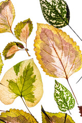 variegated foliages on the white background