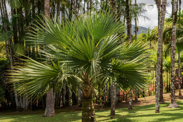 Obraz premium View of botanical garden with palm trees