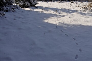 Fuchsf&auml;hrte im Schnee auf dem Meissner
