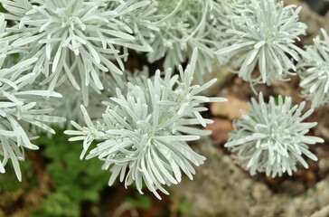 Beautiful Crossostephium Chinense Plants in A Garden