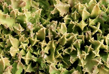 Close Up of Green Huernia Succulent Plants