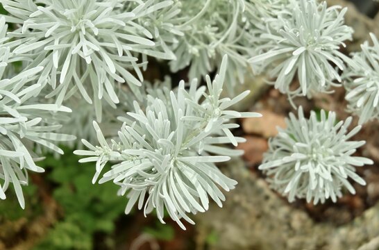 Beautiful Crossostephium Chinense Plants in A Garden