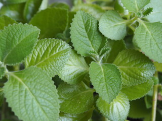 Fototapeta na wymiar Green background of fresh green herb lemon balm or mint. Healthy food and lifestyle.