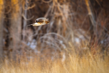 Hunting Harrier in Flight