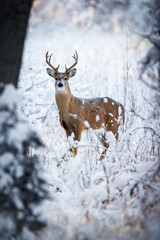 Buck in Snow Portrait