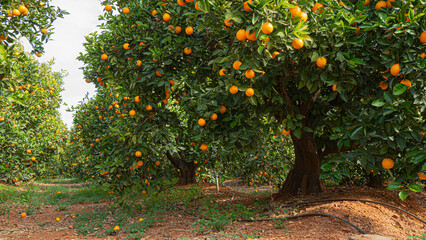 Fototapeta na wymiar Campo de naranjas en Valencia