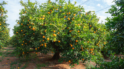 Campo de naranjas en Valencia
