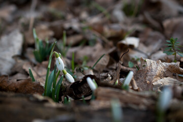 snowdrops in the early spring forest