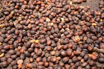 Drying black coffee fruits pattern seeds closeup