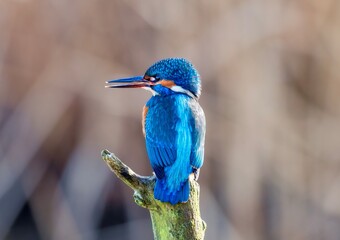 kingfisher on the branch