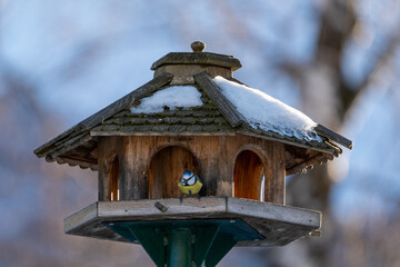 a blue tit at a bird feeder with a sunflower seed in his beak at a winter day