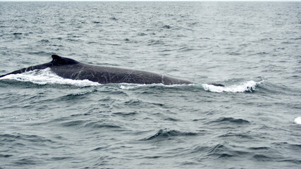 Fototapeta premium Humpback whale in Machalilla National Park, off the coast of Puerto Lopez, Ecuador