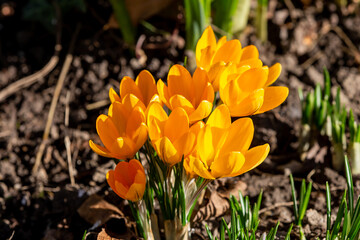 Yellow crocus flowers in bloom on a sunny february day