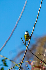 A blue tit on a tree branch on a sunny late winters day