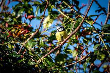 Looking up at a blue tit perched on a tree branch on a sunny early spring day