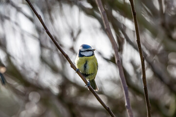 A blue tit perched on a bare tree in winter