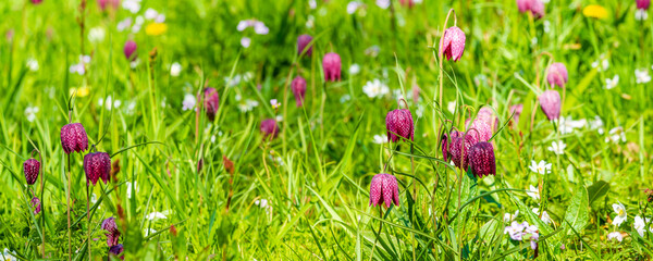Banner with Snake's head fritillary, Fritillaria meleagris and other springtime flowers