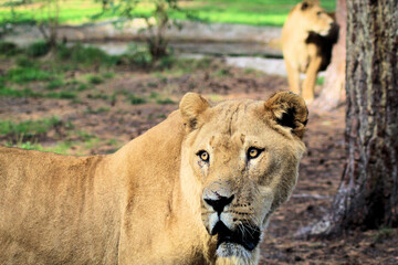 lion in the grass