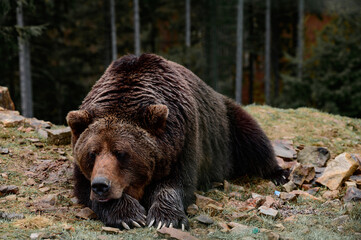 Brown bear of Synevyr glade of Zakarpattia region in Ukraine.