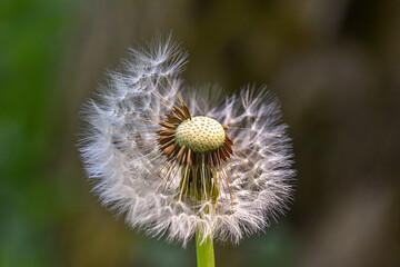 close up of a dandelion