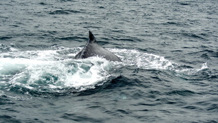 Fototapeta premium Humpback whale in Machalilla National Park, off the coast of Puerto Lopez, Ecuador