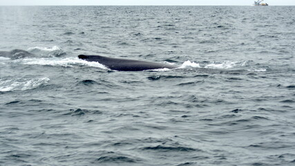 Obraz premium Humpback whale in Machalilla National Park, off the coast of Puerto Lopez, Ecuador
