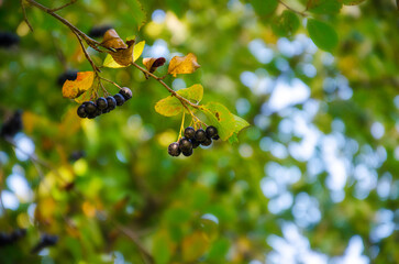 Сhokeberry on a branch, black rowan aronia chokeberry