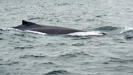 Fototapeta premium Humpback whale in Machalilla National Park, off the coast of Puerto Lopez, Ecuador