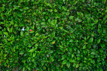 Obraz premium Green wall from leaves rose texture closeup horizontal hd