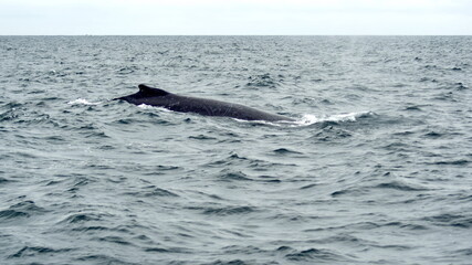 Obraz premium Humpback whale in Machalilla National Park, off the coast of Puerto Lopez, Ecuador