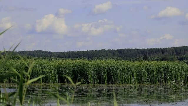 Reeds in the wind on the shore of the lake. The foreground is a lake with water lilies. The background is a forest. Natural landscape. The general plan. Blue bebo with clouds. A sunny summer day.