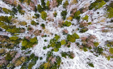 Top view of a winter pine forest on a snowy day