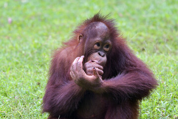 Portrait of a cute baby orangutan