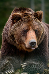 Fototapeta premium Brown bear is a wild and dangerous animal, resting after a walk.