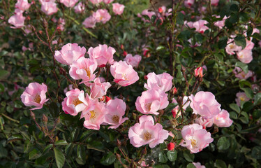 Floral. Roses blooming in the park. Closeup view of Rosa bingo Meidiland flowers of pink petals blossoming in spring in the garden.